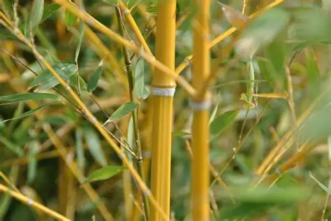 BAMBUCILLO: VERDE Y AMARILLO