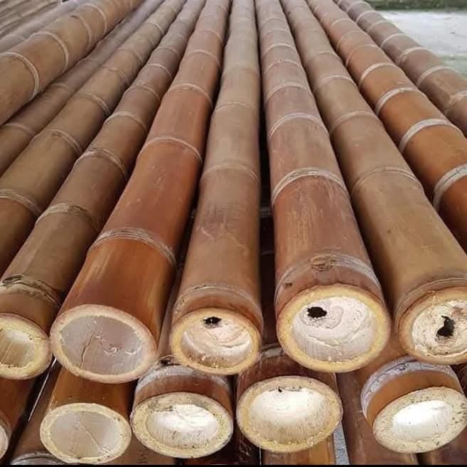 BAMBÚ PRESERVADO